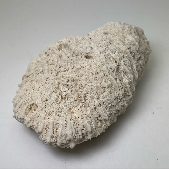 Fossil Rock Coral - Picture 2 of 10